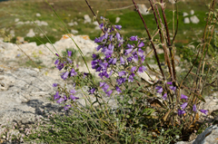 Campanula sibirica taurica