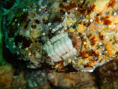 Rhyssoplax olivacea