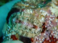 Rhyssoplax olivacea