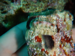 Rhyssoplax olivacea