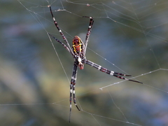 Argiope radon
