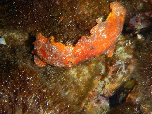 Platydoris argo