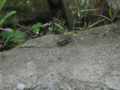 Trilophidia annulata