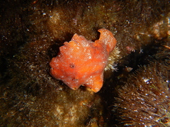 Platydoris argo