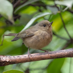 Cinnamon-Bellied Flowerpiercer photo 3