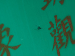 Evania appendigaster