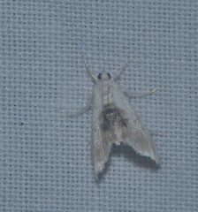 Glaphyriinae