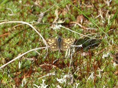 Carterocephalus skada