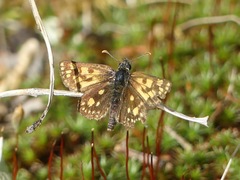 Carterocephalus skada