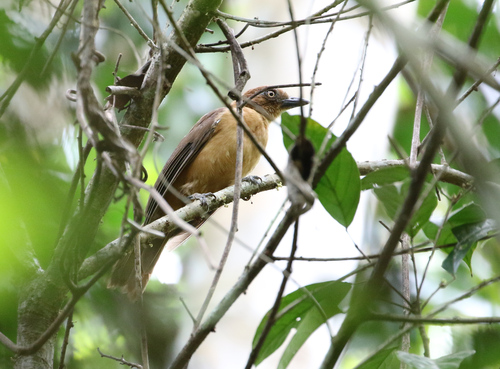 Pseudorectes ferrugineus observed 2017-11-03