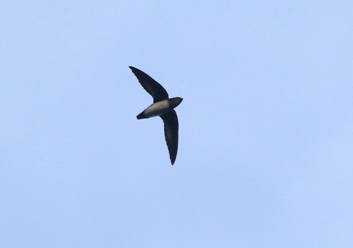 Mearnsia novaeguineae, 2017-11-04