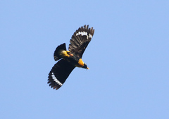 Golden Myna photo 3