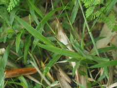 Acrida cinerea