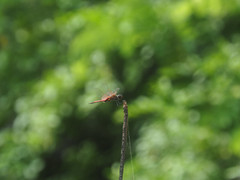 Tramea transmarina euryale