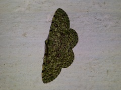 Ophthalmitis herbidaria