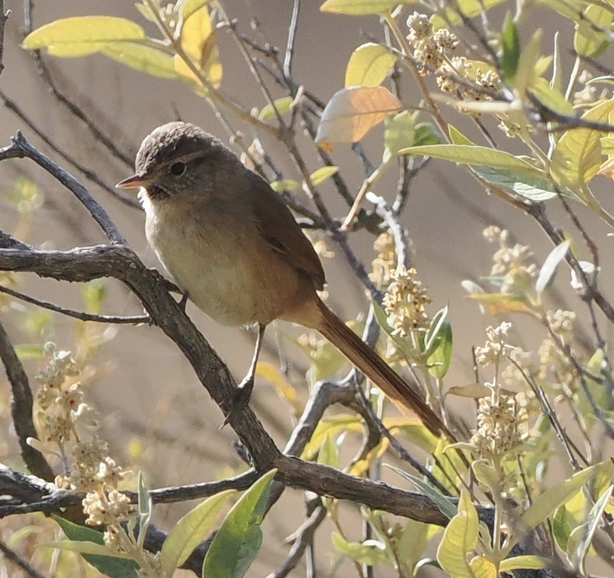Maquis Canastero (Asthenes heterura), photo 1