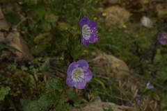 Phacelia grandiflora