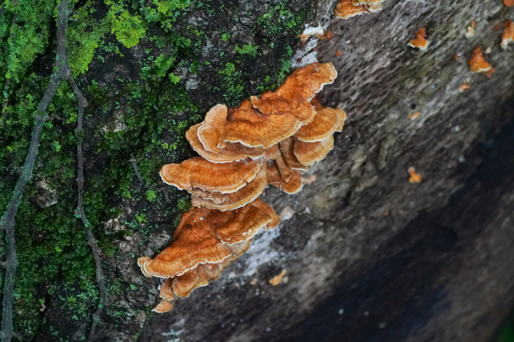 Irpex consors · November 2024 · photo: © tbc_watanabe (iNaturalist, cc-by)