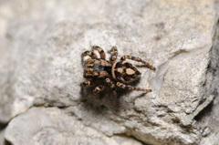 Habronattus fallax