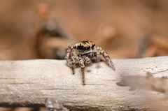 Habronattus fallax