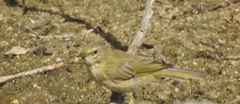 Phylloscopus ibericus