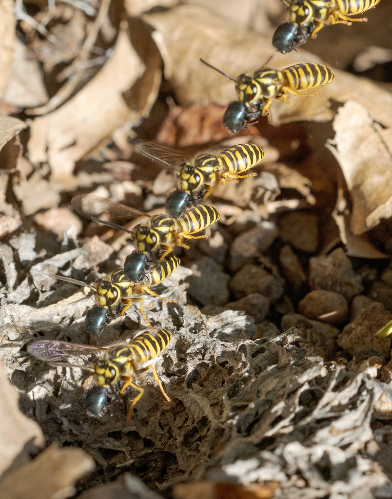 Southern yellowjacket (Vespula squamosa)