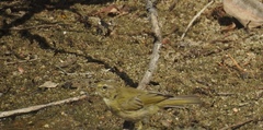 Phylloscopus ibericus