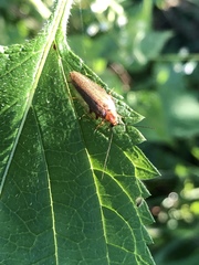 Ectobius lapponicus