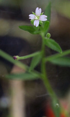 Epilobium minutum