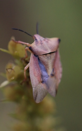 northern fruit bug, photo 5 of 10