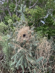 Campylorhynchus brunneicapillus