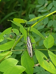 Ptychodes politus lecontei