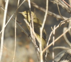 Phylloscopus ibericus