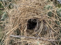 Campylorhynchus brunneicapillus