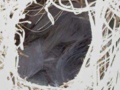 Campylorhynchus brunneicapillus