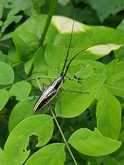 Ptychodes politus lecontei