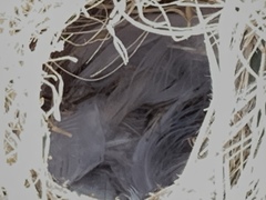 Campylorhynchus brunneicapillus