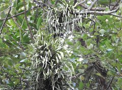 Pyrrosia adnascens