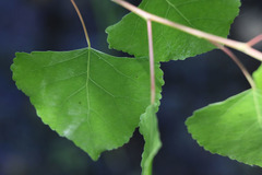 Populus fremontii fremontii