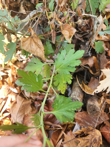 Chrysanthemum × morifolium, photograph 4