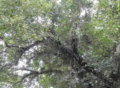 Pyrrosia adnascens
