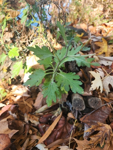Chrysanthemum × morifolium, photograph 5