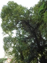 Pyrrosia adnascens