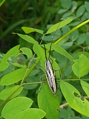 Ptychodes politus lecontei