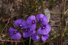 Utricularia beaugleholei