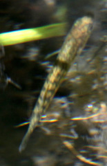 Gasterosteus aculeatus