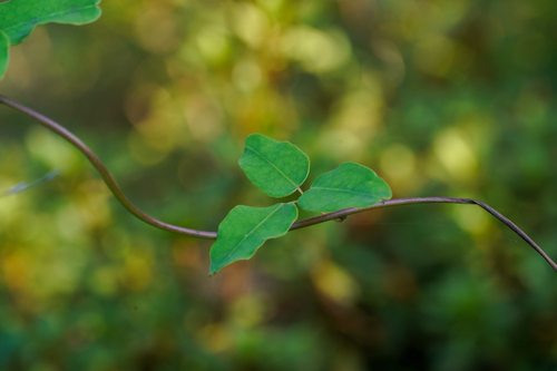 Image of Three-Leaf Akebia (Akebia trifoliata) by (c) WATANABE Hitoshi 渡辺仁, some rights reserved (CC BY)