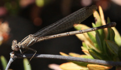 Argia vivida