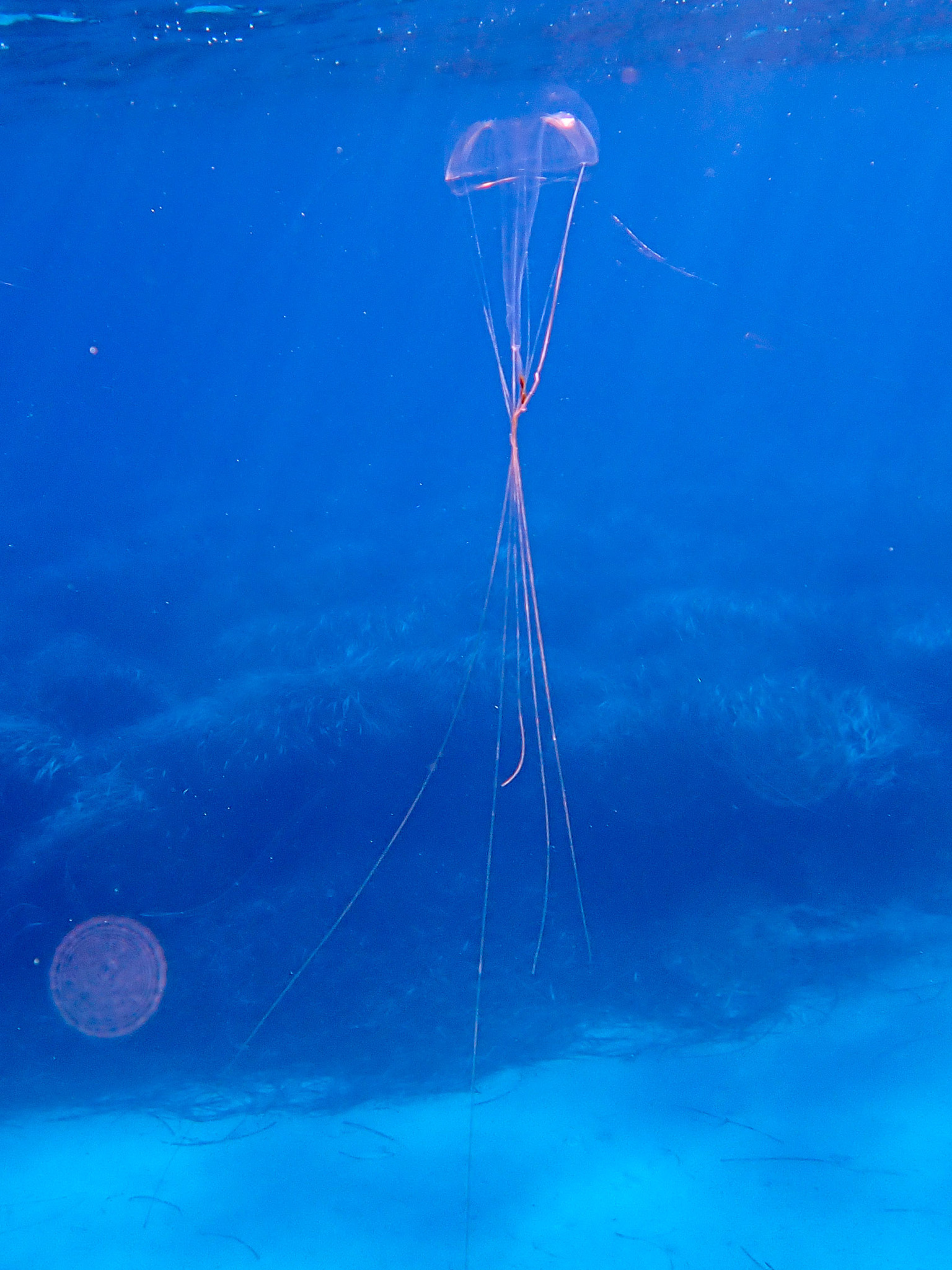 Geryonia proboscidalis (Forsskål, 1775)