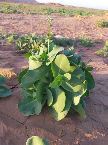 Violet Cabbage